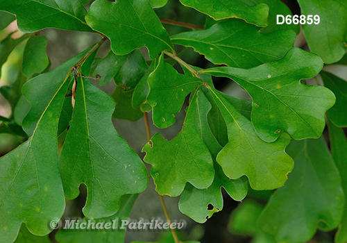 Water Oak (Quercus nigra)